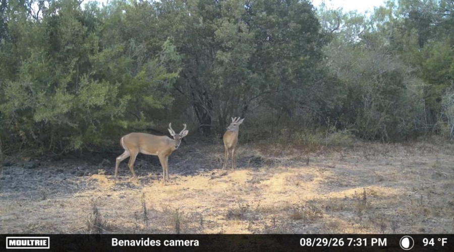 0 U.S. Hwy 359, Benavides, Texas 78349, ,Land,For Sale,0 U.S. Hwy 359,20264127