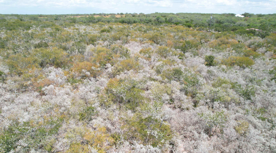 12654 HWY 339, Benavides, Texas 78349, ,Land,For Sale,12654 HWY 339,20264130