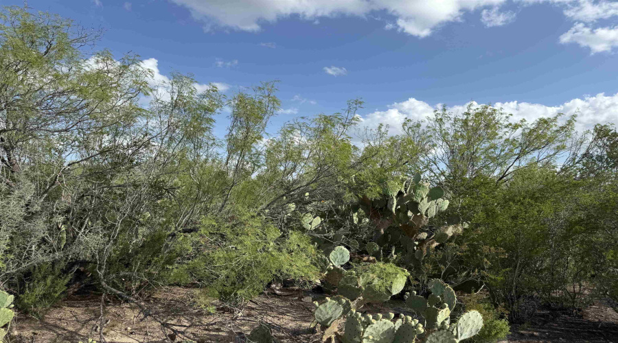 000 Las Pilas Rd., Laredo, Texas 78044, ,Land,For Sale,000 Las Pilas Rd.,20264691